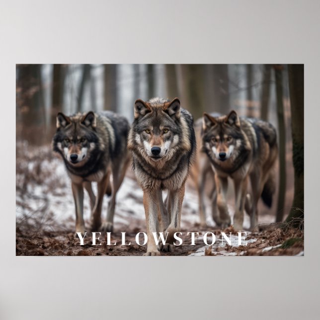 Yellowstone Wolves Poster Art  (Front)
