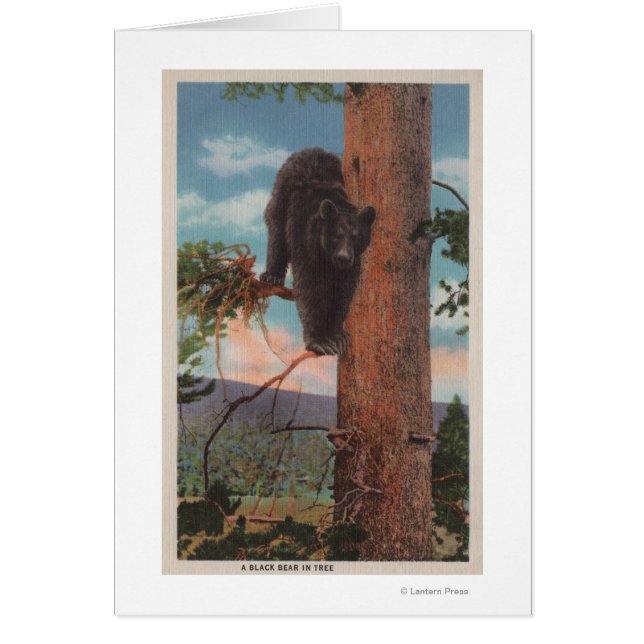 Yellowstone, WYView of Black Bear in Tree (Front)