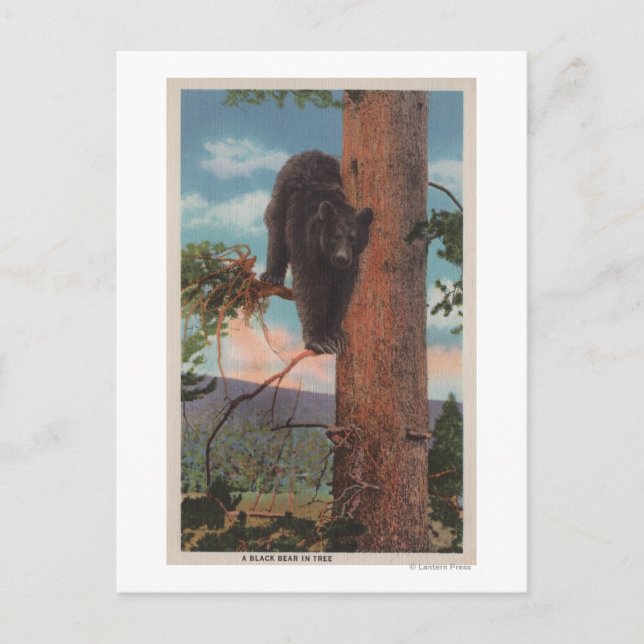 Yellowstone, WYView of Black Bear in Tree Postcard (Front)