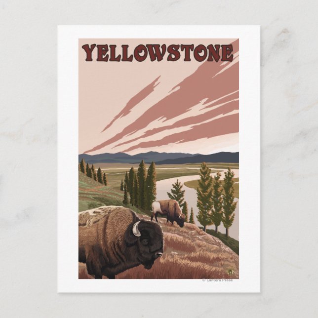 YellowstoneBison Scene Postcard (Front)