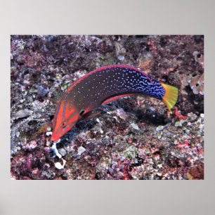 Yellowtail Coris Wrasse Poster