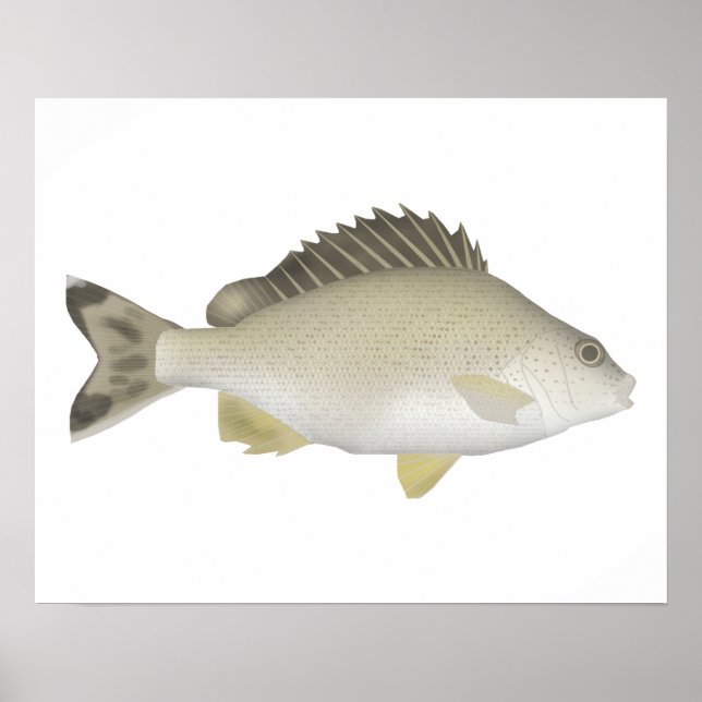 Yellowtail Trumpeter Poster (Front)
