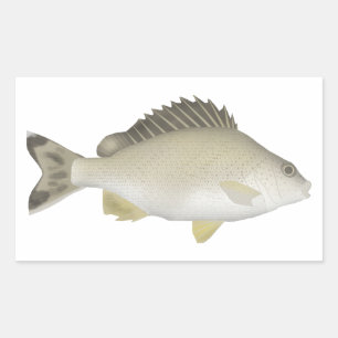 Yellowtail Trumpeter Rectangular Sticker