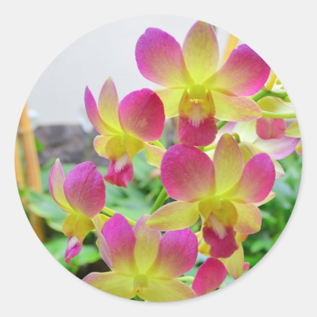 Yelow Pink Orchids Classic Round Sticker (Front)