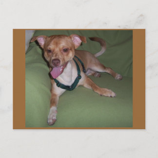 Yes, I Am A Chihuahua Postcard