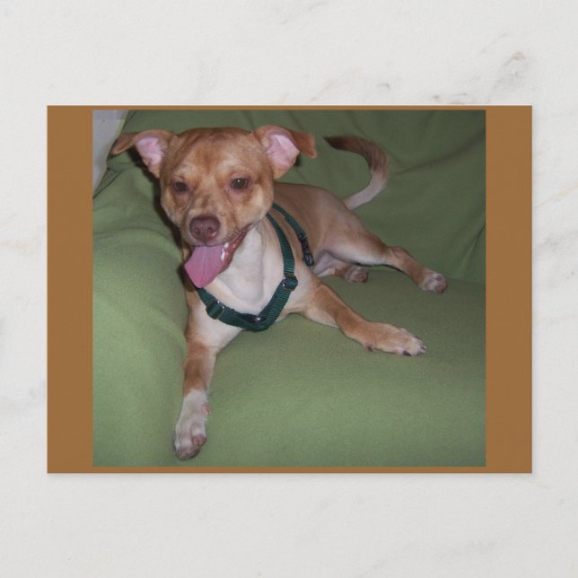 Yes, I Am A Chihuahua Postcard (Front)