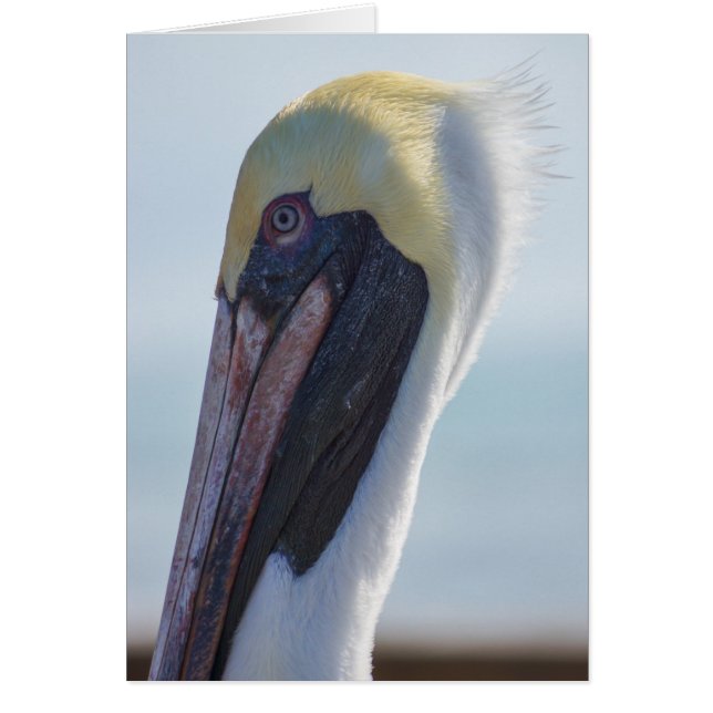 Yes I'm Gorgeous (Front)