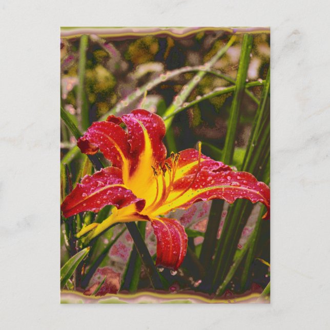 Yesterday Lily After The Rain Postcard (Front)