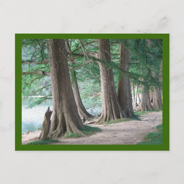 Yesterday's Trees, postcard (Front)