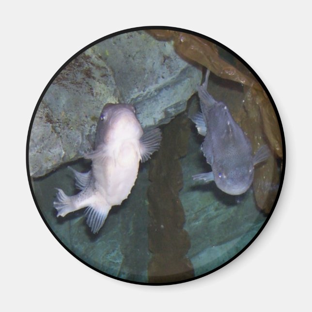 Yin Yang Fish Photo Magnet (Front)
