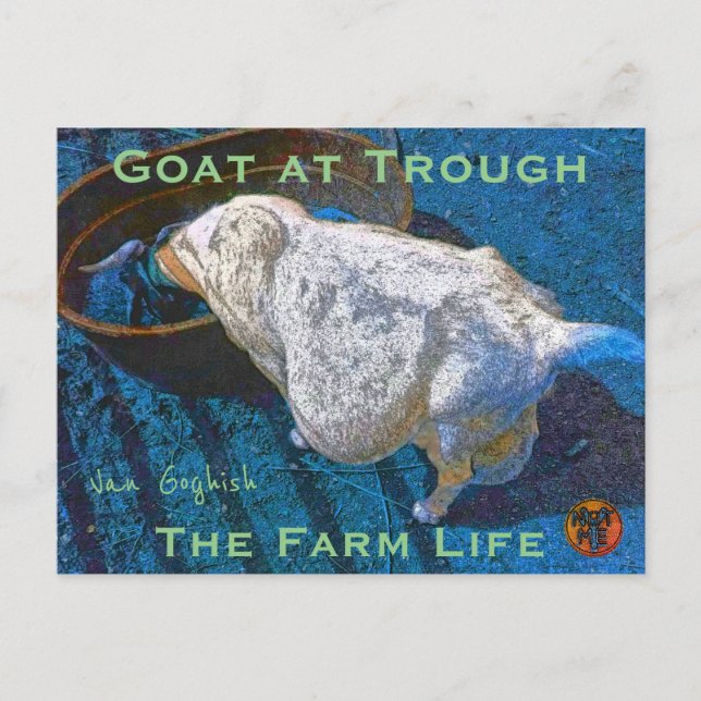 YNOTME VAN GOGHISH GOAT AT TROUGH2 POSTCARD (Front)