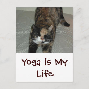 Yoga Cat Postcard