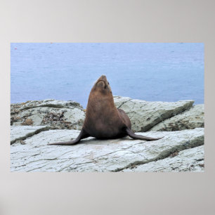 Yoga Fur Seal Poster