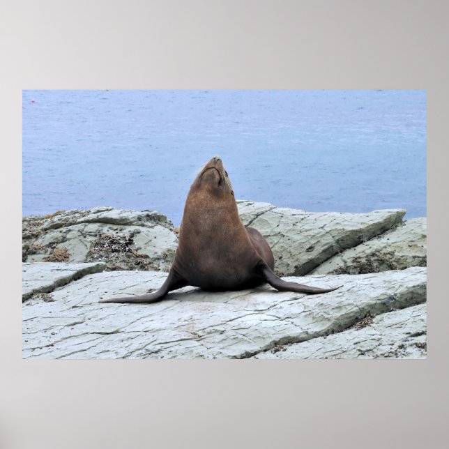 Yoga Fur Seal Poster (Front)