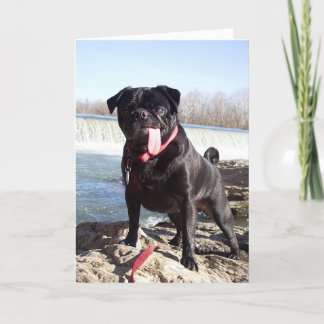 Yogi the Pug Greeting Card- Congrats Card