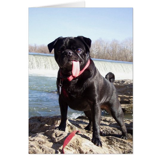 Yogi the Pug Greeting Card- Congrats Card