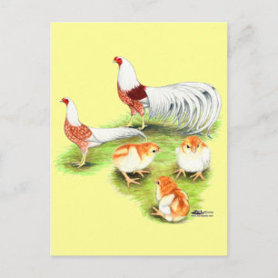 Yokohama Red Shoulder Family Postcard