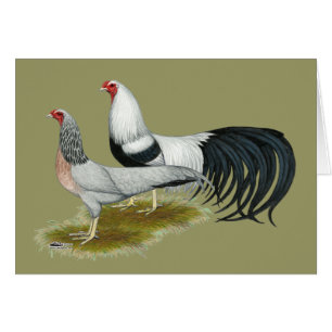 Yokohama: Silver Duckwing Pair