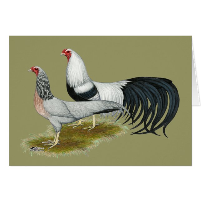 Yokohama:  Silver Duckwing Pair (Front Horizontal)