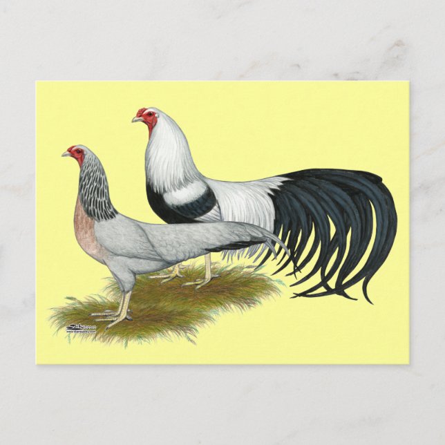 Yokohama:  Silver Duckwing Pair Postcard (Front)