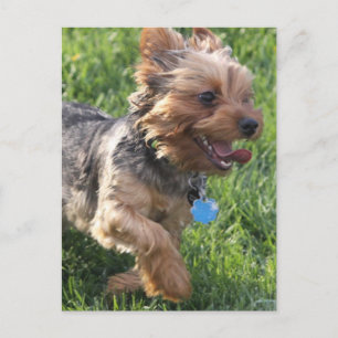 York Terrier Dog Postcard