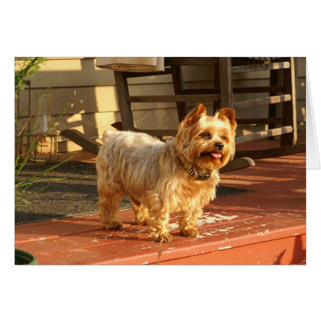 Yorkie (Front Horizontal)