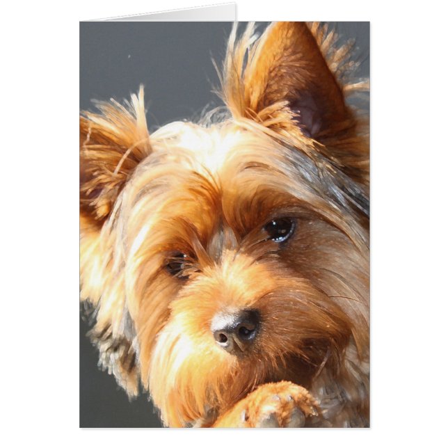 yorkie (Front)