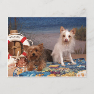 Yorkie and Friends Beach Time Postcard
