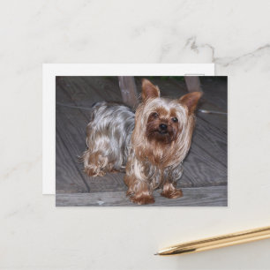 yorkie blue and tan full.JPG Postcard