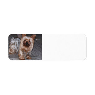 yorkie blue and tan full.JPG Return Address Label
