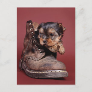 Yorkie boots postcard