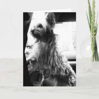 Yorkie Card