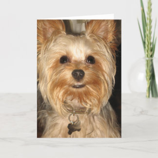 yorkie card
