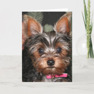 Yorkie cards