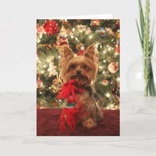 Yorkie Christmas 2 Holiday Card