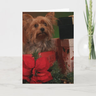 Yorkie Christmas Cards