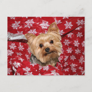 Yorkie Christmas Postcard