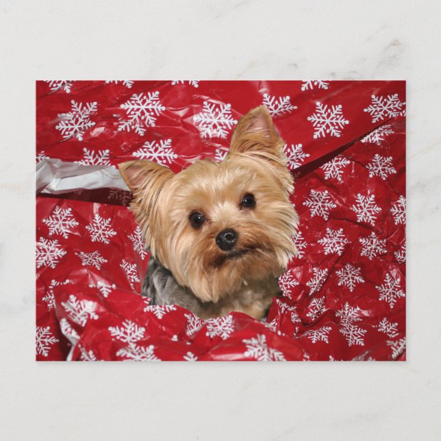Yorkie Christmas Postcard (Front)