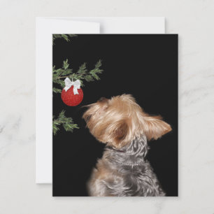 Yorkie Christmas temptation Holiday Card