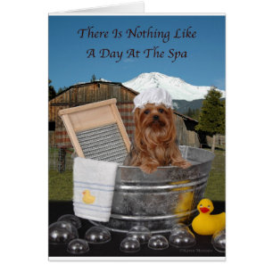 Yorkie Day At Spa