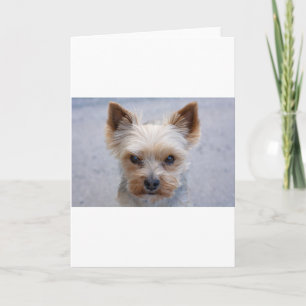 yorkie disaproving card
