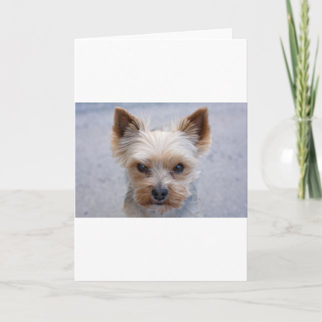 yorkie disaproving card (Front)