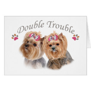 Yorkie Double Trouble