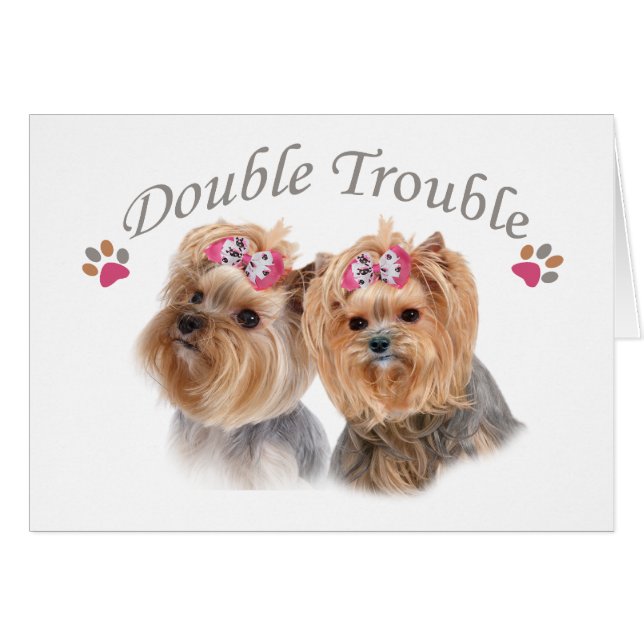 Yorkie Double Trouble (Front Horizontal)