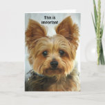 Yorkie - Happy Birthday Card<br><div class="desc">Front - picture of a Yorkie Inside - Happy Birthday PLEASE NOTE ... . Text on front and inside can be changed,  deleted,  repositioned ...  The font can be changed,  resized etc...  you can't hurt the original...  be creative!</div>