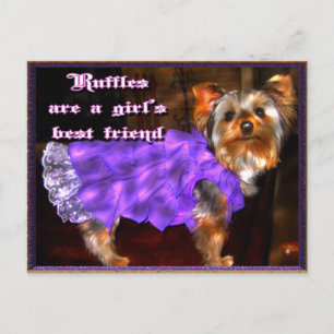 Yorkie in Ruffles Postcard
