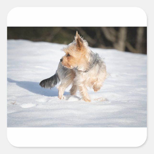 yorkie in snow square sticker (Front)