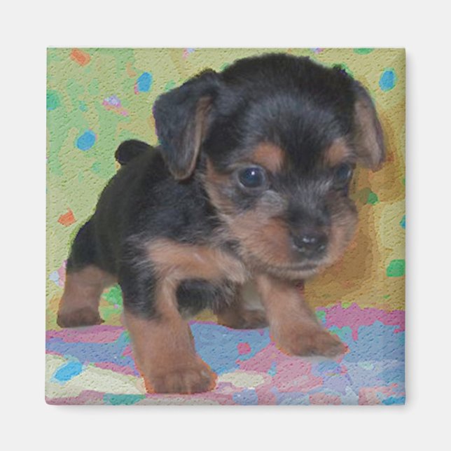 Yorkie Magnet (Front)