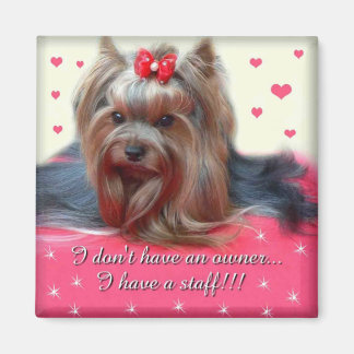 Yorkie Magnet 2