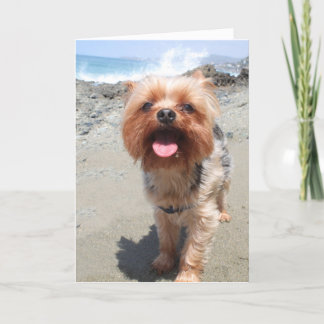 yorkie misses you card